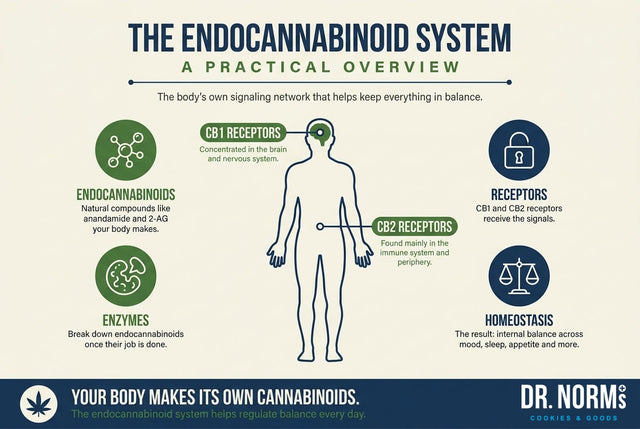The Endocannabinoid System: A Practical Overview
